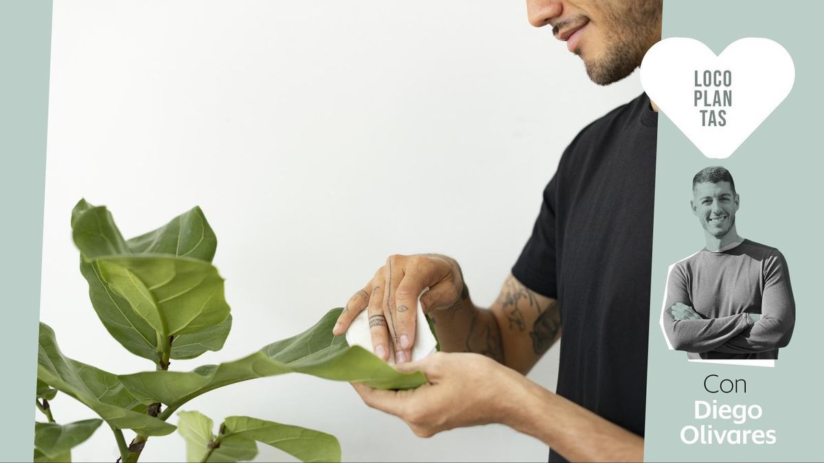 Las hojas de tus plantas funcionan como pequeños paneles solares: si están cubiertas de polvo, producen menos energía y la planta se debilita poco a poco.