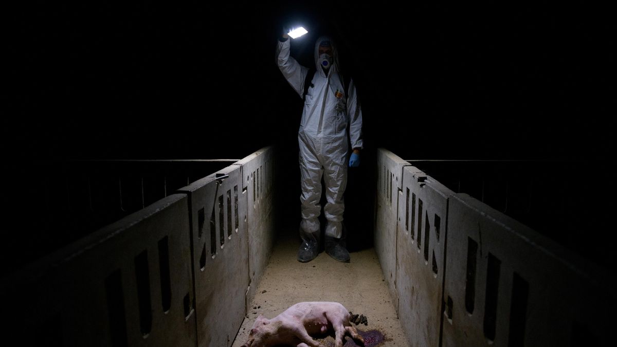 Una de las fotos de la serie premiada por Picture Of The Year