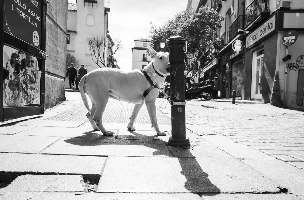 Nueve años de retratos en el bolardo más fotografiado de Madrid