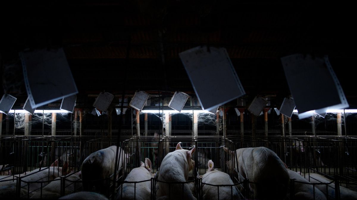 Una de las fotos de la serie premiada por Picture Of The Year