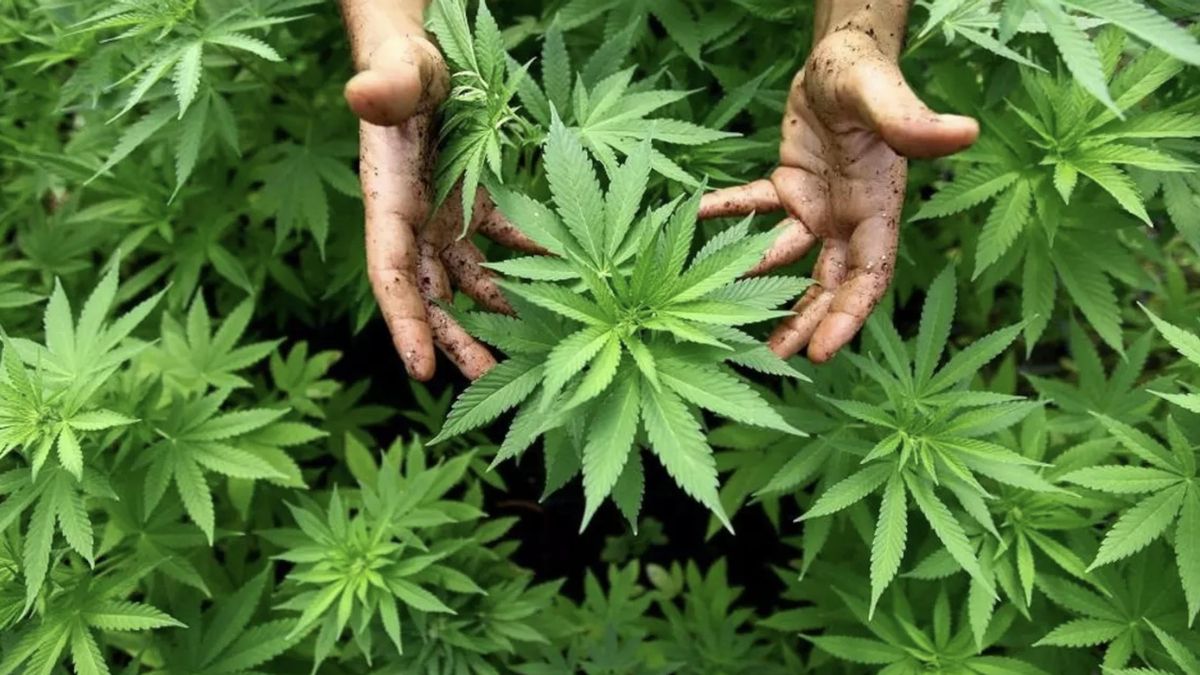 Día mundial de la marihuana.