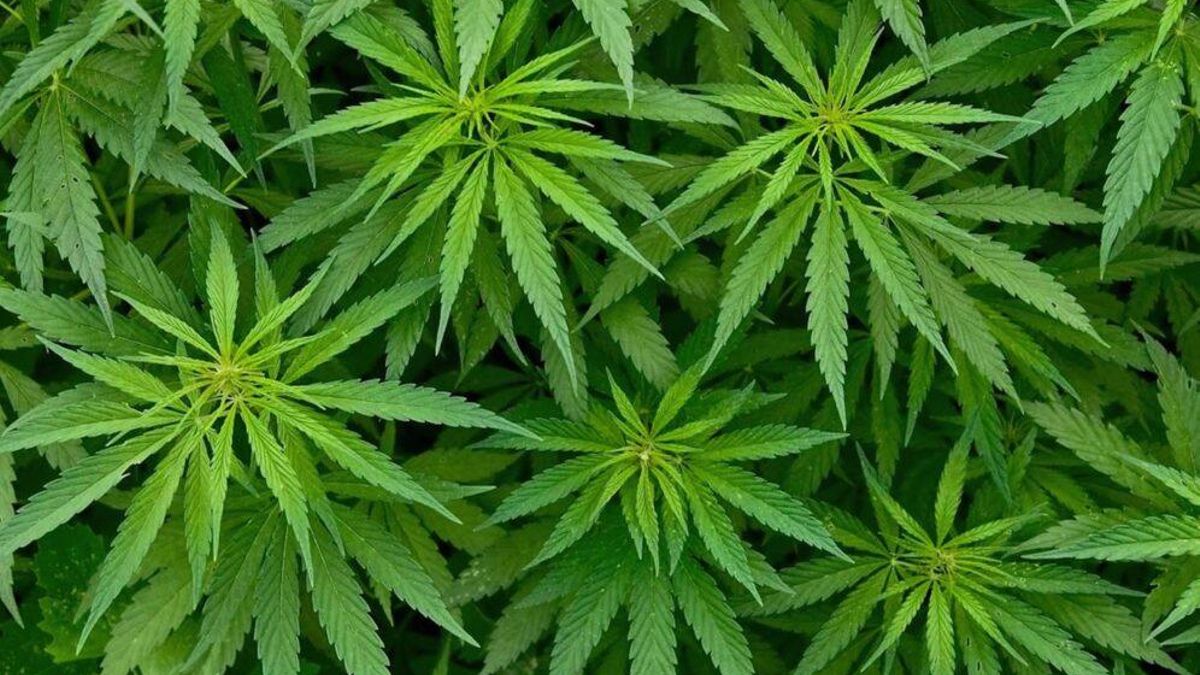 La posesión y el cultivo regulado de cannabis son legales en Alemania desde el 1 de abril de 2024