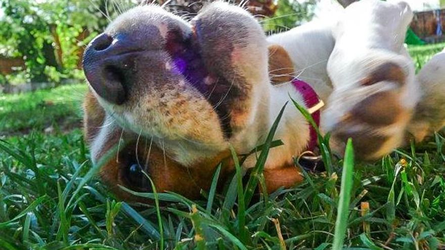 Cómo conseguir en cuatro pasos que tu perro adelgace (o al menos no engorde)