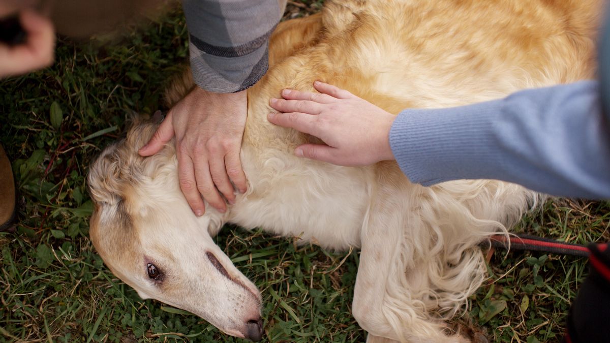 Utiliza el método Tellington para minimizar el estrés bajo el que se encuentra tu mascota