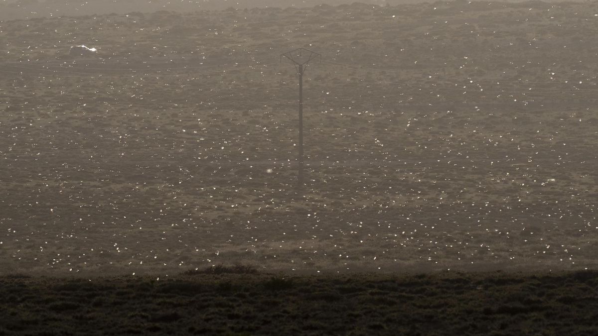 En la imagen, un enjambre de langostas en las cercanías de Caleta de Famara, en el municipio de Teguise.