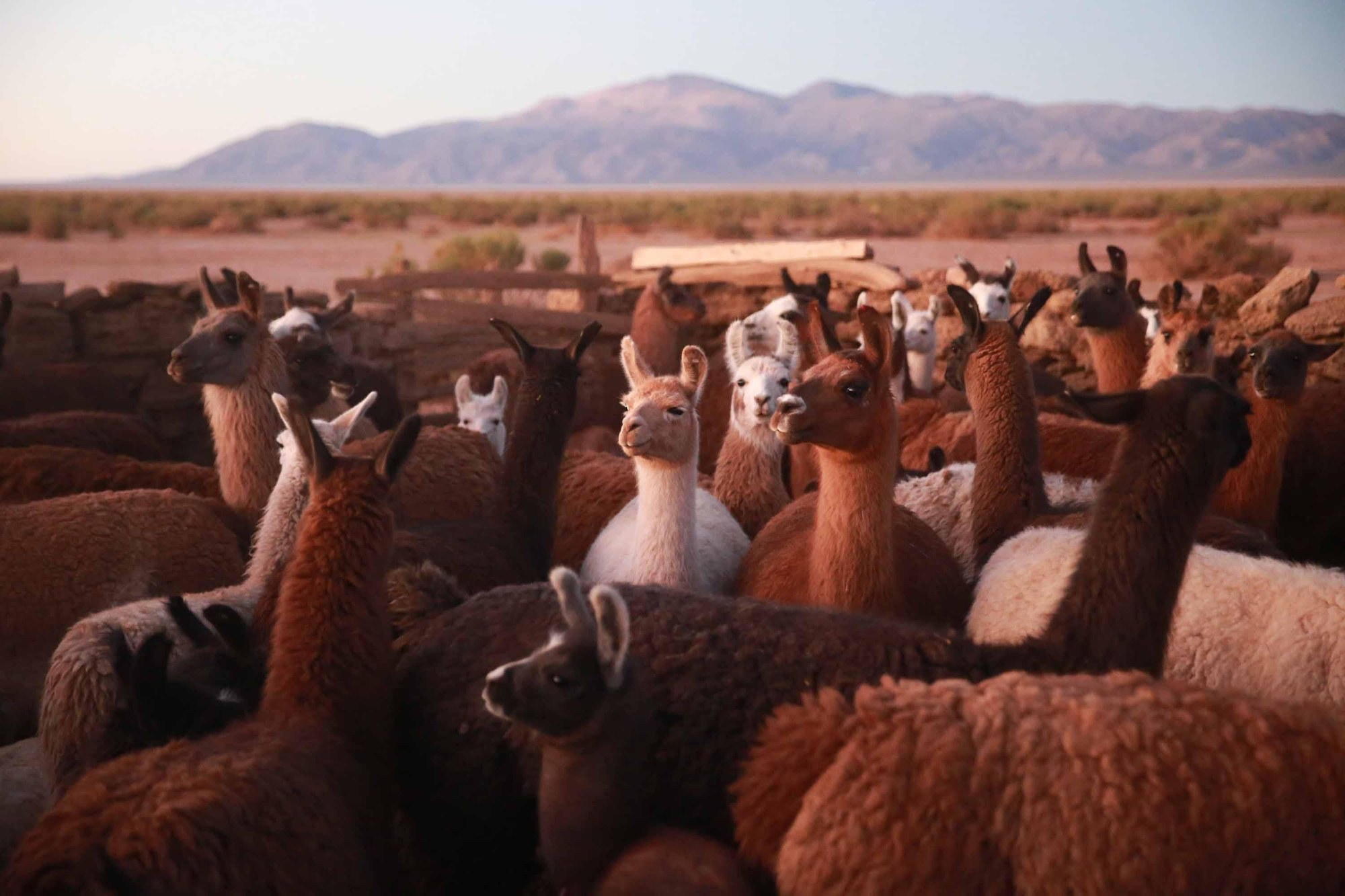 Las llamas son el principal animal de pastoreo en la región. Los habitantes mayores de Rinconadillas explican que los más jóvenes buscan otras opciones de trabajo.