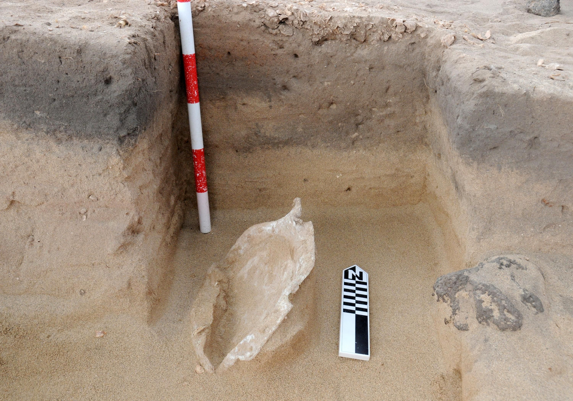Así apareció uno de los calderos de plomo que se usaban para cocinar la carne del molusco y extraer el colorante. Se conserva en el Museo Arqueológico de Fuerteventura