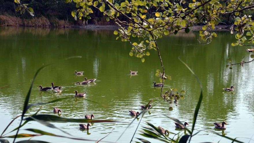 Reserva ornitológica Azuqueca de Henares