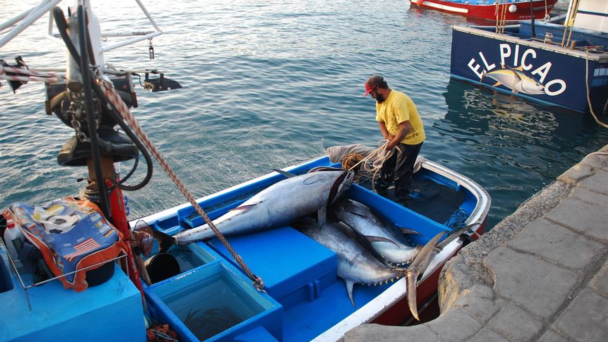 Madrid confirma el desastre: Canarias desaprovecha la pesca de 131 toneladas de atún rojo de su cuota de 2019