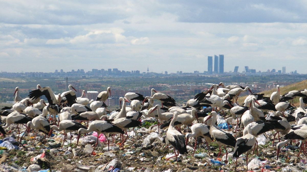 Cigüeñas en el vertedero de Madrid | Javier de la Fuente SEO/BirdLife