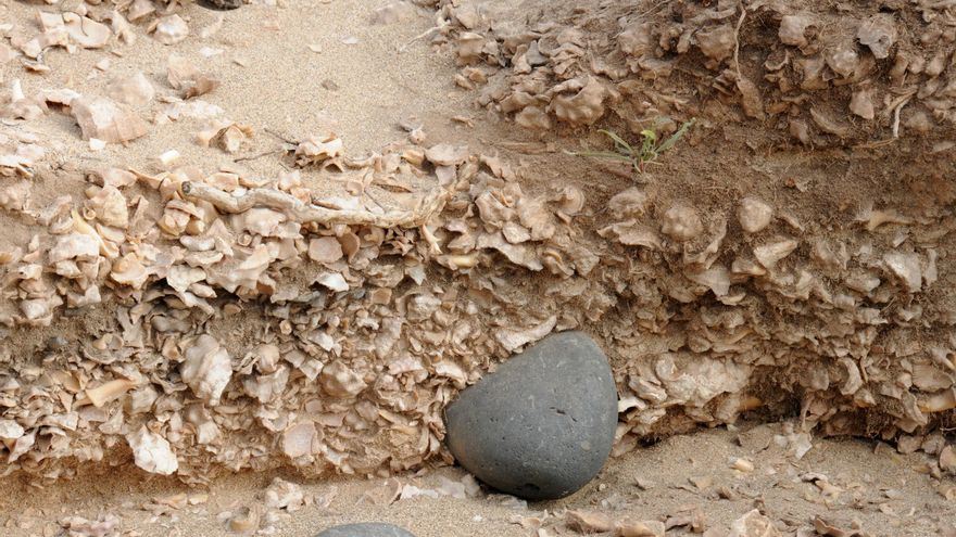 Perfil de uno de lo seis concheros localizados en este singular yacimiento arqueológico. Hasta ahora, se han excavado 184.507 moluscos