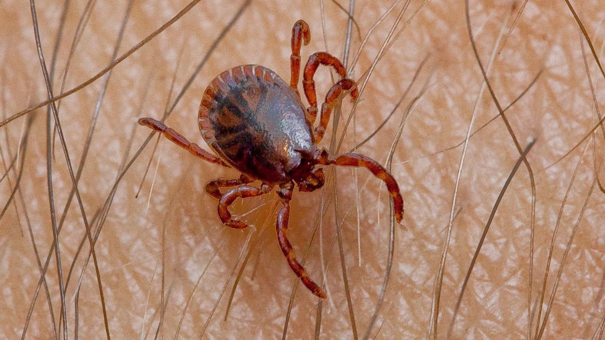 Imagen de una garrapata