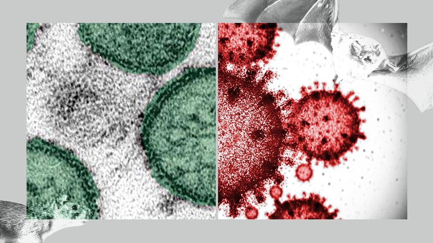 Hantavirus contra coronavirus: cinco razones claras por las que este brote no es equiparable a la pandemia
