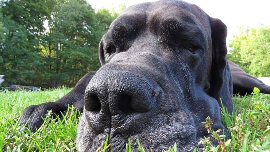 Foto: Localpups