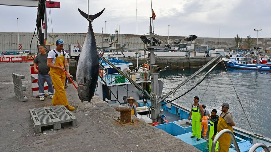 Pesca de atún rojo en el Puerto de Mogán.