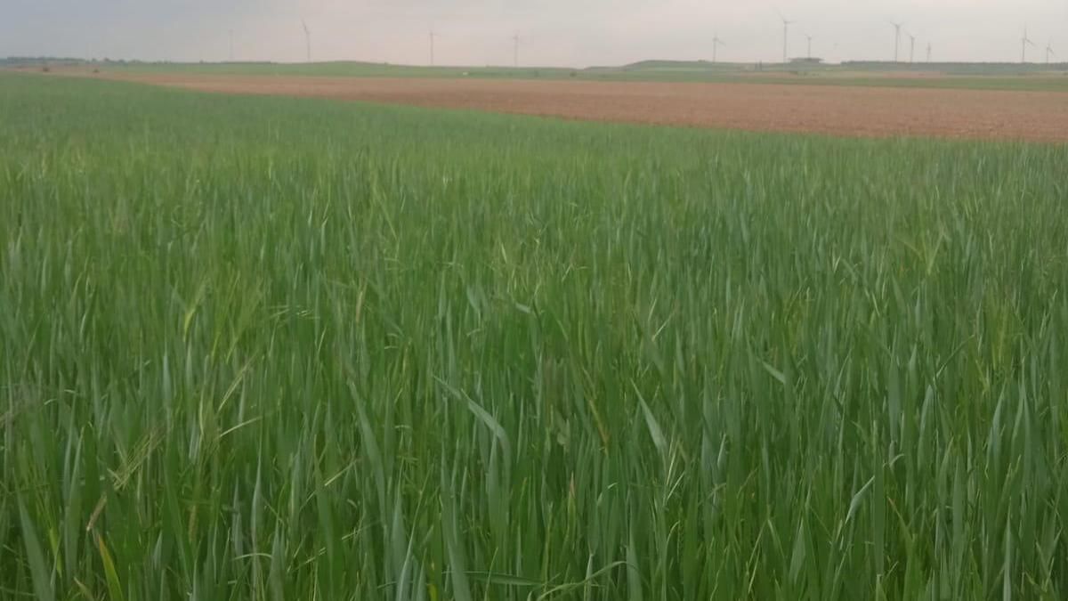 Cultivo de trigo en el Monte Páramo de Paredes de Nava (Palencia).