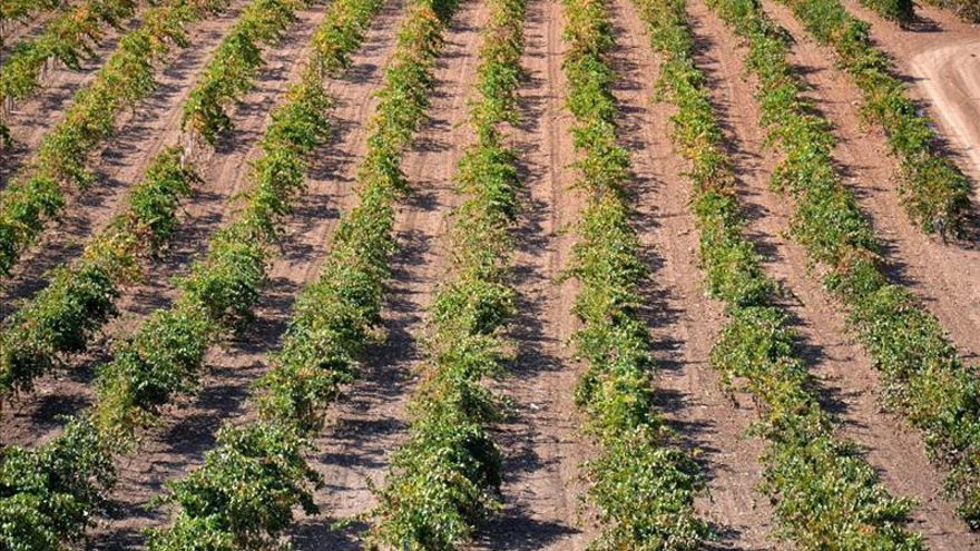 Viñedos capaces de capturar carbono y de producir sus propios fertilizantes