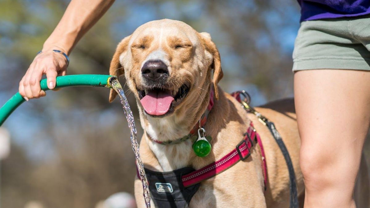 El agua puede ayudar a refrescar a nuestro perro en los días calurosos.