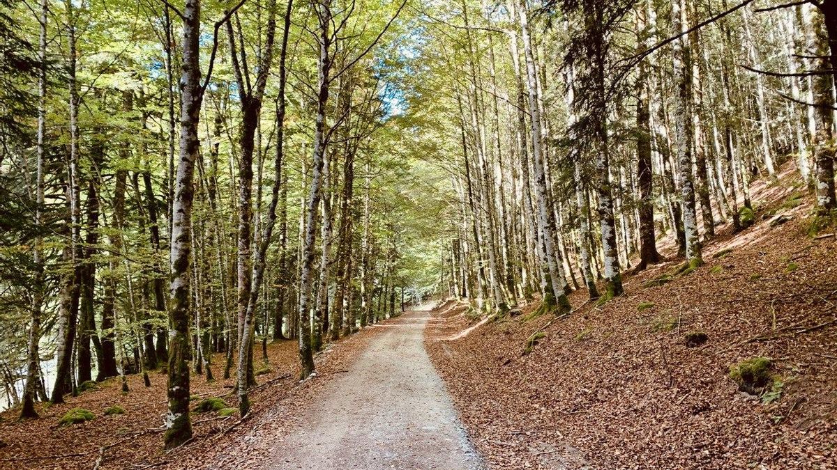 La selva de Irati